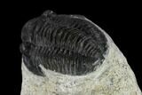 Three Detailed Gerastos Trilobite Fossils - Morocco #119021-2
